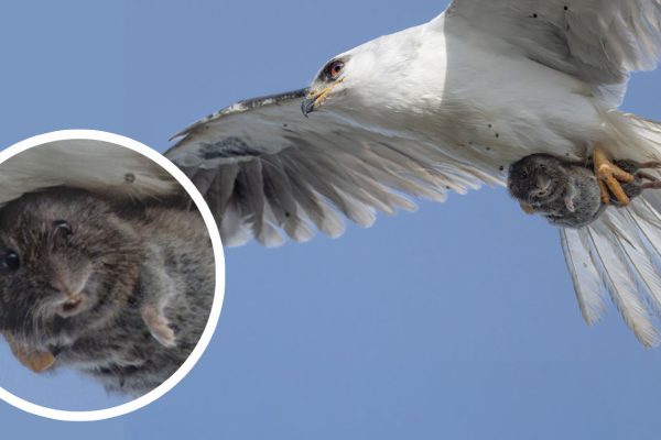 Hapless Vole Looks Directly into the Camera as It’s Carried Away by a Kite